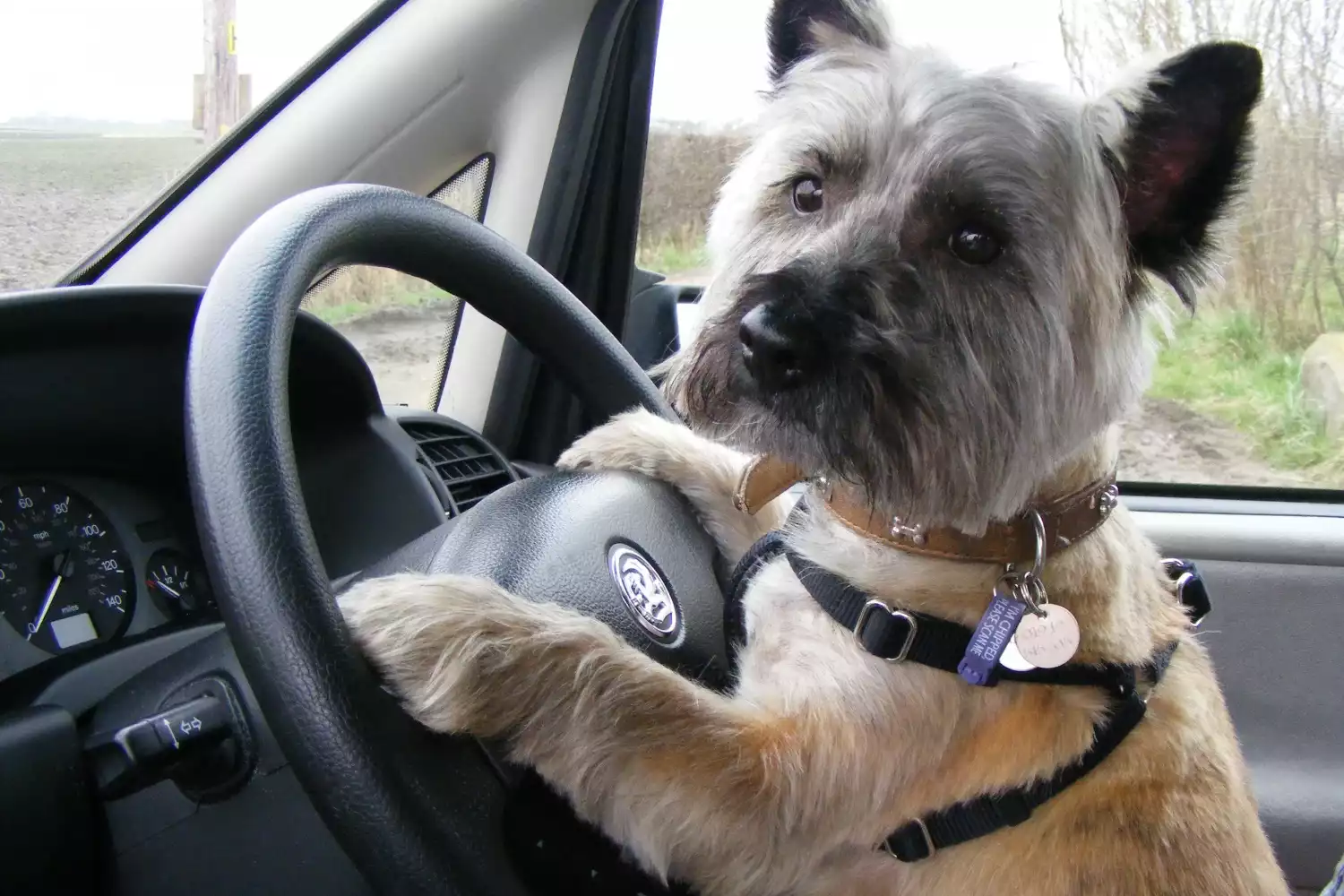 Ford Edge Dog Car Seat for Cairn Terriers